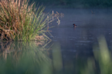 A small dark duck swims on the surface.