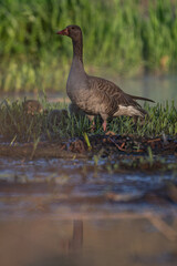 Little geese on the shore of a pond with an adult goose.
