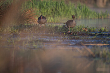 Little geese on the shore of a pond with an adult goose.
