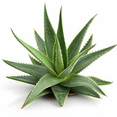 Fototapeta premium An aloe vera plant isolated on a white background, showcasing its thick, green, spiky leaves rich in soothing gel