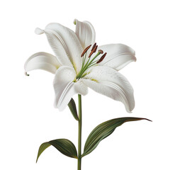 Elegant Illustration of a White Lily Flower with Detailed Petals and Green Stem - Isolated on Transparent Background PNG