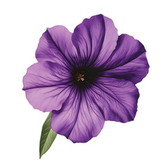 Elegant Purple Petunia Flower Illustration with Delicate Details and Vibrant Colors - Isolated on Transparent Background PNG