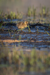 A baby goose walking on the shore of a pond.