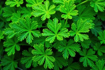 Intricate parsley leaf pattern, vibrant green hues, white background, botanical, flatlay