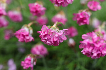 beautiful flowers of Armeria maritima, the thrift, sea thrift or sea pink in the garden 