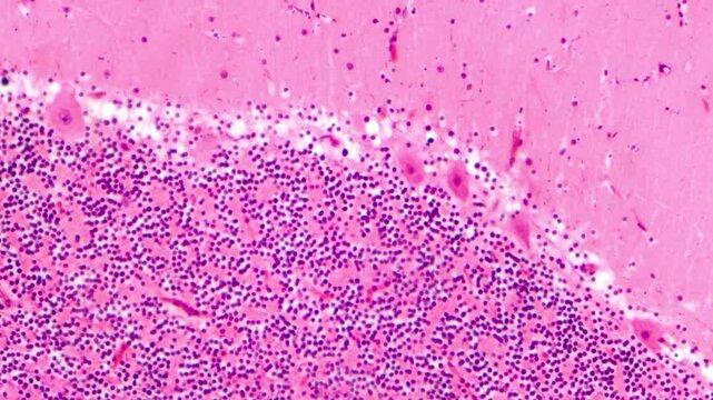 Human cerebellar cortex, light microscopy showing Purkinje cells, granular cells, and molecular layer involved in motor coordination and balance.