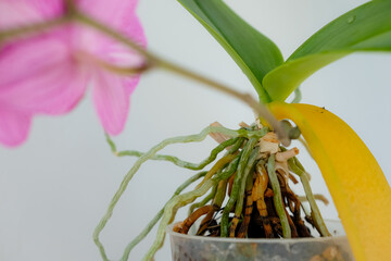Orchid aerial roots and yellow leaves. Potted Phalaenopsis orchid with pink flowers. Houseplant care. Shallow depth of field.