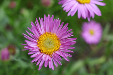 Obraz premium Aster alpinus, the alpine aster or blue alpine daisy in the spring garden 
