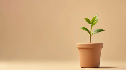 Small plant in terracotta pot against beige background