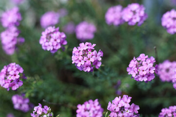 purple flowers of Aethionema schistosum in the spring gardens