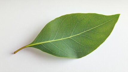 Obraz premium Single eucalyptus leaf isolated on white background with sharp focus clean natural stock photography botanical concept