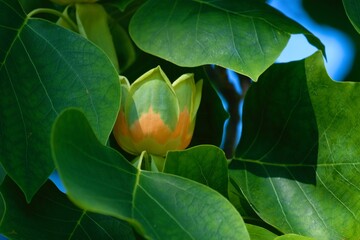The beautiful flowers of the tulip tree (Liriodendron tulipifera)