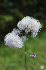 close up of a white flower of Thalictrum aquilegiifolium Greater meadow-rue flower in the spring garden