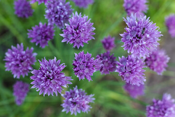 Obraz premium Chives, scientific name Allium schoenoprasum in the spring garden 