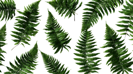 Lush green fern leaves on a dark background. transparent background
