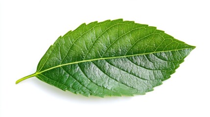 Obraz premium Single eucalyptus leaf isolated on white background with sharp focus clean natural stock photography botanical concept