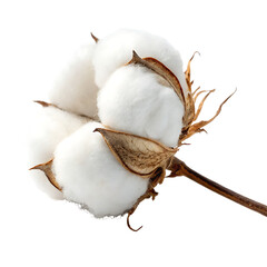 Cotton boll isolated on a transparent background