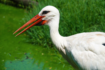 stork bird with a red beak looking for food