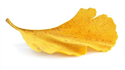 Fototapeta premium Single eucalyptus leaf isolated on white background with sharp focus clean natural stock photography botanical concept