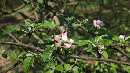 Pink apple blossoms begin to bloom on a wild tree branch surrounded by green leaves. The image symbolizes renewal, the cycle of life, and the beauty of spring awakening