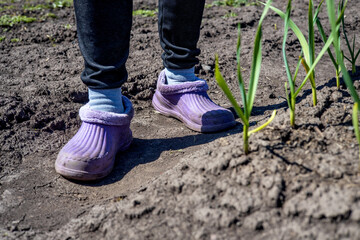Women's feet in rubber gardening boots. Spring work for onion harvest. Sunny day.