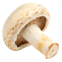 Mushroom cap isolated on a transparent background