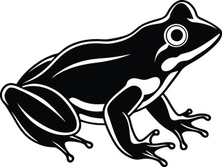 frog on white background