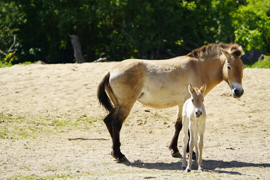 The Sorraia, like the Garrano, is a wild horse native to Portugal. The Sorraia is slender and lightly built with a nearly straight back. Wisent enclosure in Springe, Germany.