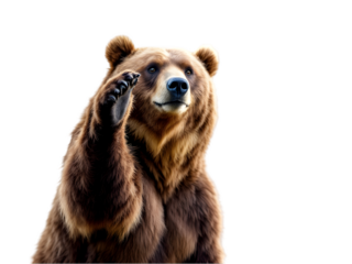 Majestic Brown Bear Raising Paw Wildlife Animal Nature Photography Image Wild Beautiful Powerful Grizzly Forest Brown Fur Big Mammal Strong Greeting Cute       