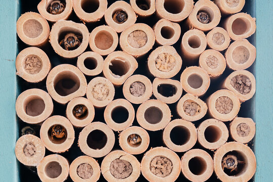 Mason bees and nests in a bee house made of bamboo holes