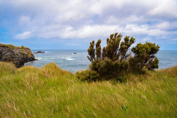 View of Atlantic ocean coastline of Faial Island, Azores, Portugal. Rocks, sea and coniferous tree....