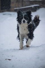 Naklejka premium dog in snow