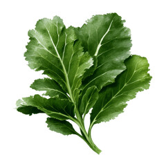 Lush Green Beetroot Leaves, Fresh Vegetable, Healthy Food