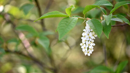 Prunus padus. common bird cherry. flowering tree. small white flowers on a branch. wild growing tree. bird cherry bush in spring, young green leaves. close-up. beauty of nature. natural background