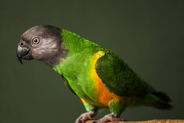 Senegalese parrot on a dark background