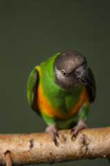 Senegalese parrot on a dark background