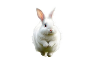 Fototapeta premium Adorable White Bunny Rabbit Fluffy Fur Soft Cute Pet Animal Easter Spring Holiday Image Domestic Animal Bunny Rabbit White Rabbit Cute Rabbit Fluffy Rabbit Soft