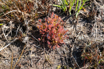 Round-leaved sundew growing in the swamp on a sunny day. Wooldse veen, gelderland, netherlands