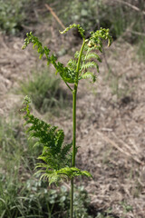 Young green fern growing in spring forest. Wooldse veen, gelderland, netherlands