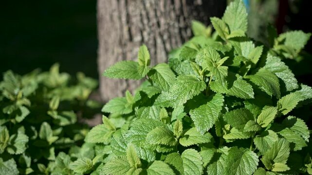 Lemon balm melissa herb moving in the wind