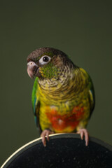 Portrait of a Pirrura parrot on a dark background
