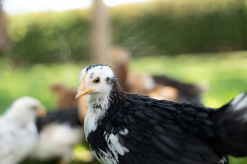 Black and white young chicken in front of flock during sunset