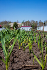 A bed of young green garlic in the village. Rural pictures on a summer day.