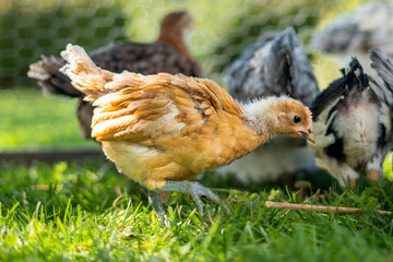 Curious brown young chick on green grass searching for food on organic farm
