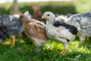 Different color young hens freely walking on green grass