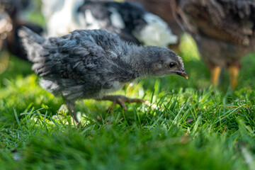 Small grey chicken walking on green grass