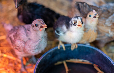 Three young chicken with different colors drinking water in coop