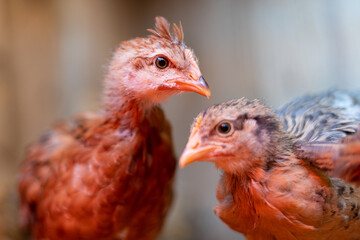  Two young chicken looking in camera with red lighting on organic farm