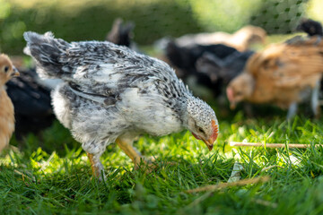 Young black and white rooster is curious for straw on grass in organic farm