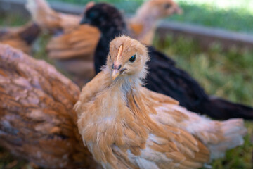 Young brown chicken with siblings on organic farm in enclosure